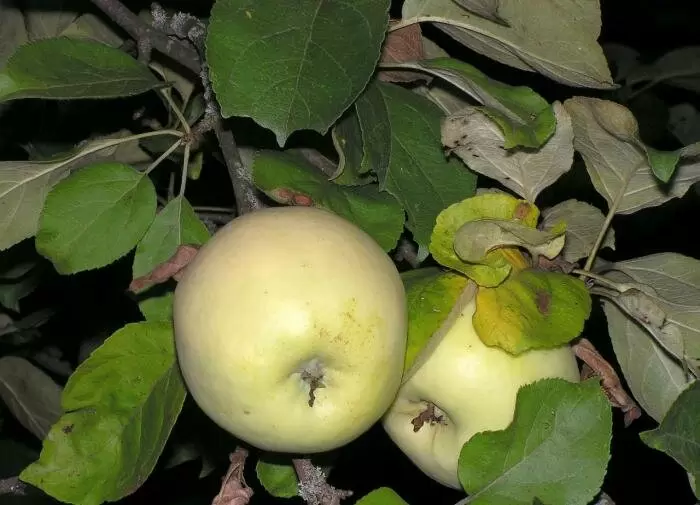 Как правильно подкармливать молодые деревья в июне для крепкого роста