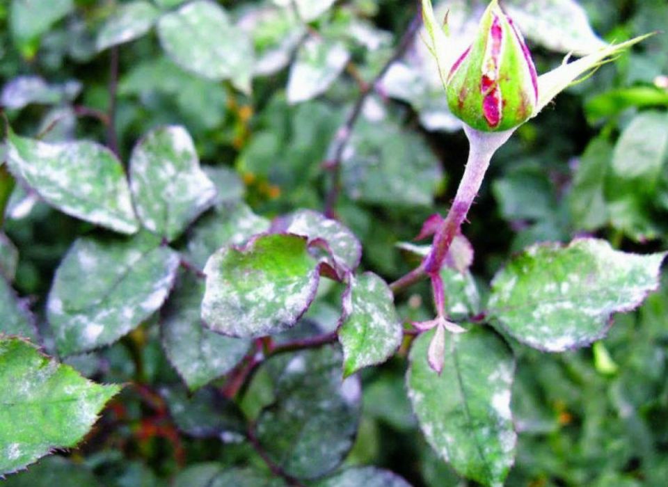 ��� ������ ���� ��� �� ��������� ����: ����������� ������ � ������