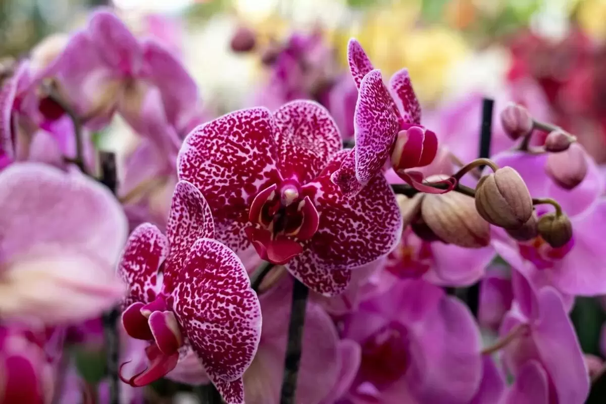 Проверенные секреты, позволяющие орхидеям снова зацвести