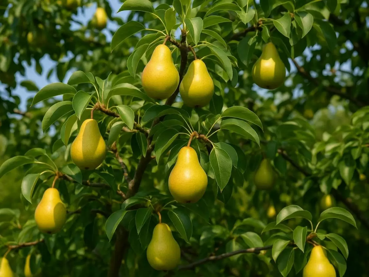 Груши для каждого сада: как выбрать идеальный сорт и не ошибиться