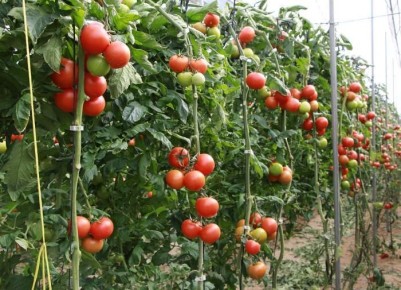 ��� ��������� ������� ��������: ������� ��������� ������