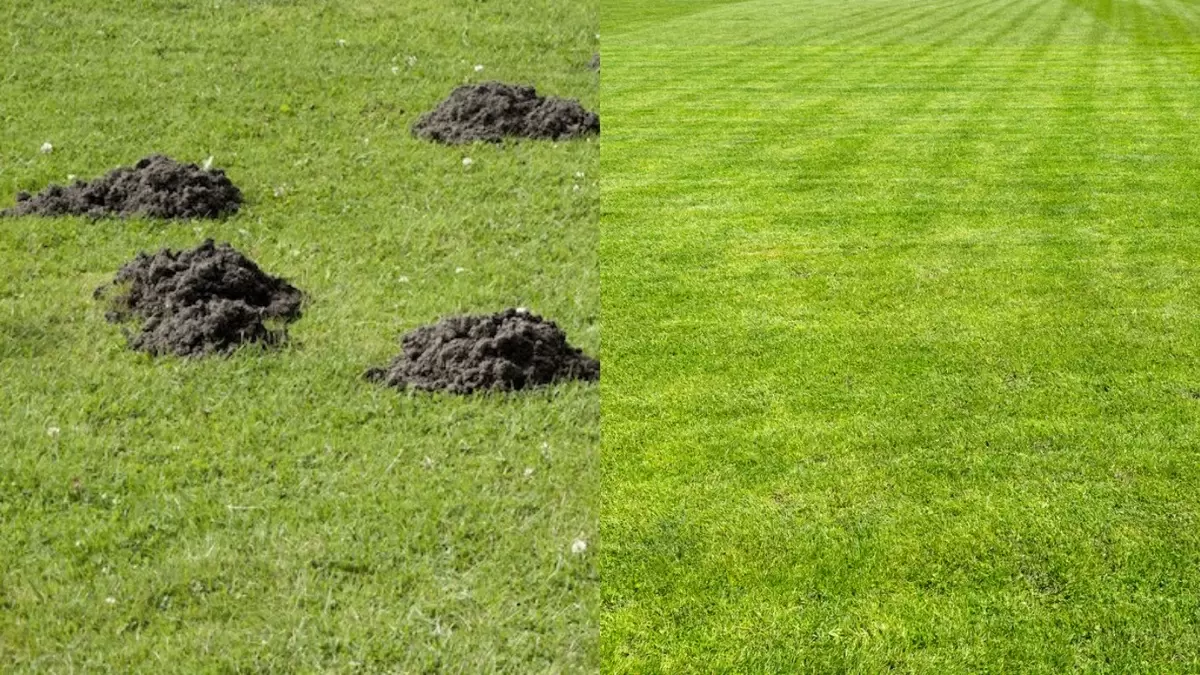 Кроты на газоне: шесть эффективных методов борьбы с подземными завоевателями