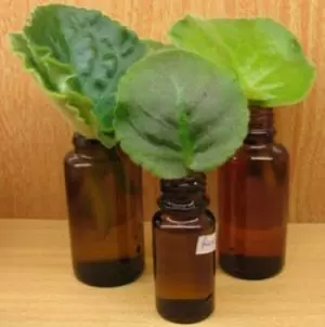 Как легко размножить фиалку из листа: пошаговая инструкция для дома