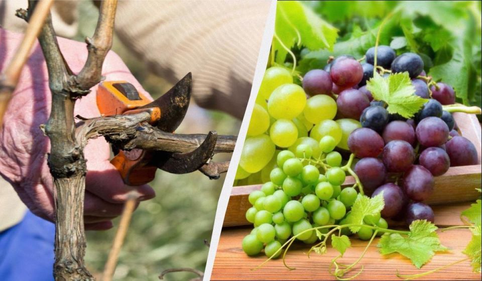 �������� ��������� ���������: ������� �������� ������