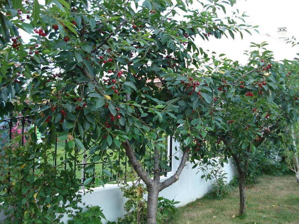 ������ ����� ������ ������: ������ ��������� �� ������ ������