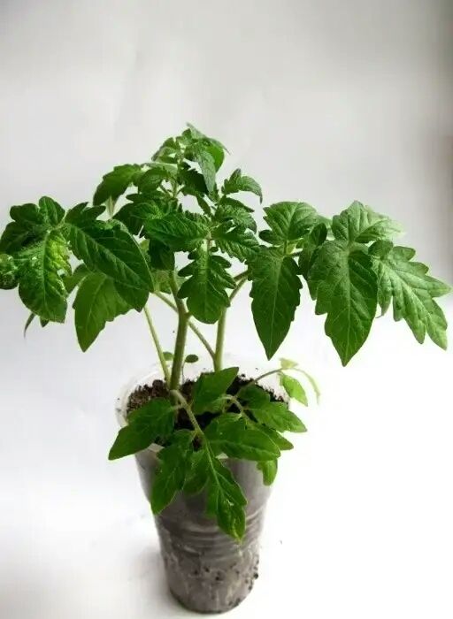 ��� ��������� ������� �������: ��� ������� ������ ��� ���������