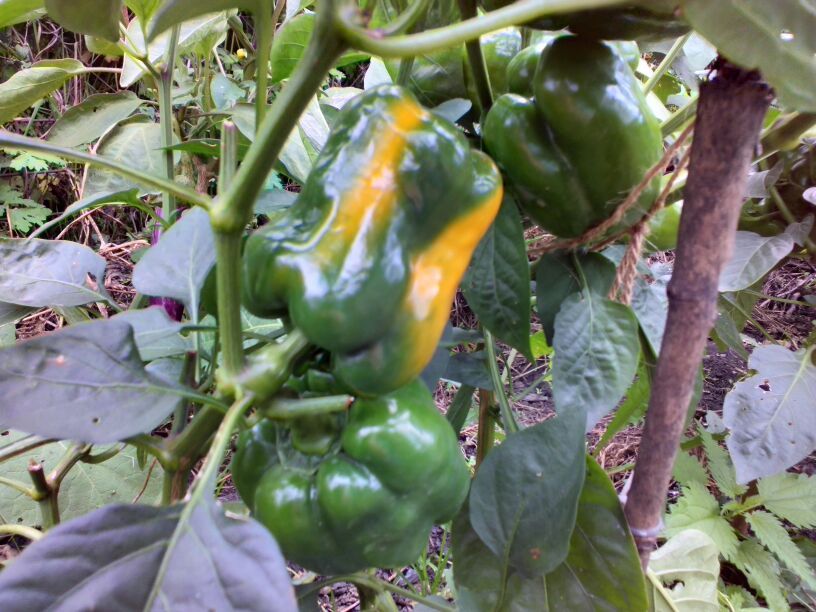 ����� ������ ����� ��� ��������� ������ ������: ��� ����� �������� � 2026 ����