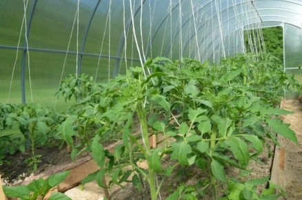 ��� ������������� ��������� �������: ������� �������� ���������