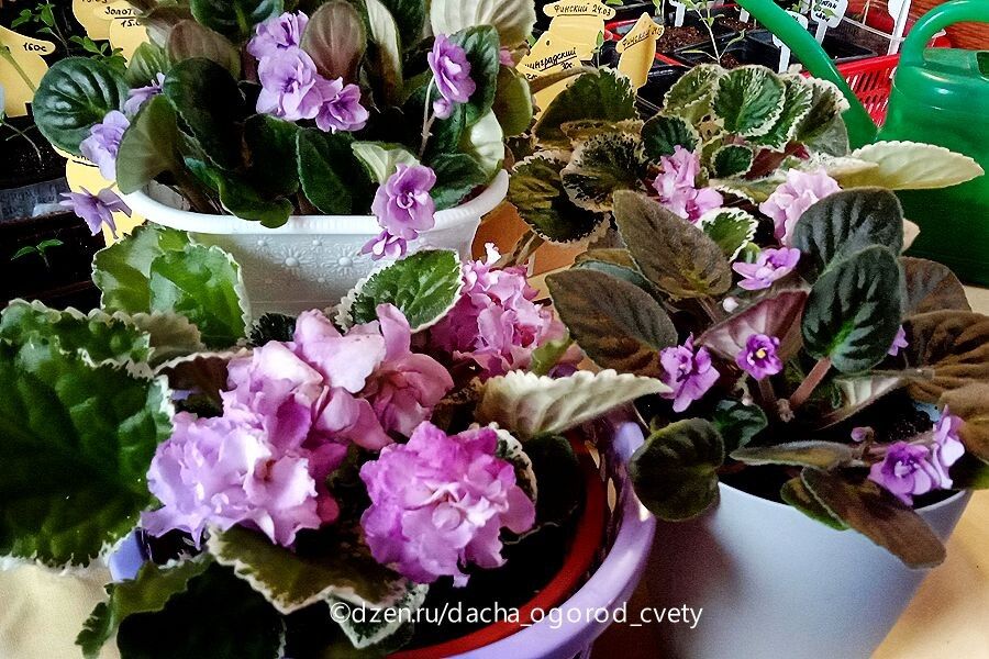 ������ ��������: ������ ���������� �������� ����� ��������