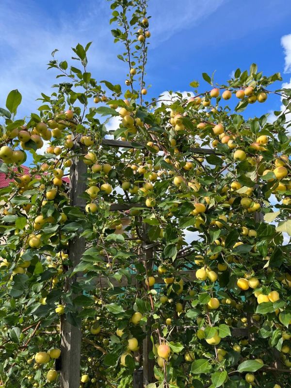 ���� �� �������� � ������� ������: ���� � �������� ������