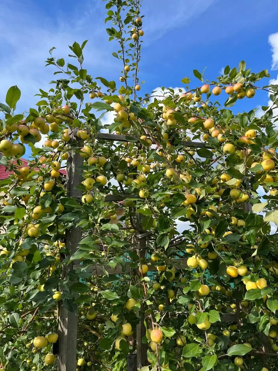 Уход за яблонями в осенний период: ключ к будущему урожаю