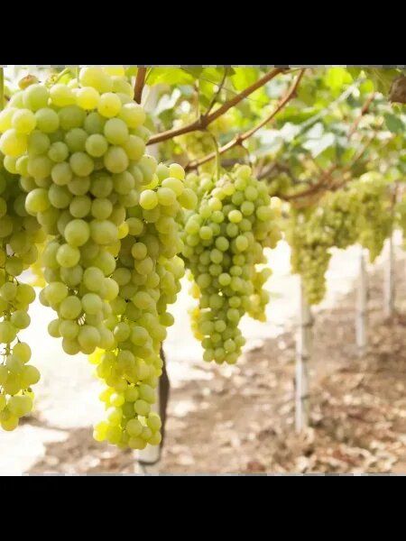 �������� ����� �����: ����������� ���� � ����� ������ ������� � ����������� ������