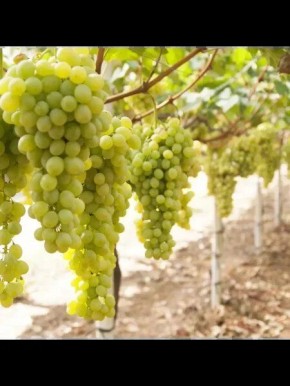 �������� ����� �����: ����������� ���� � ����� ������ ������� � ����������� ������