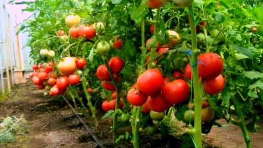 ��� ���������� �������� � ����������: ������� ������� ��� �������� ������ ���������