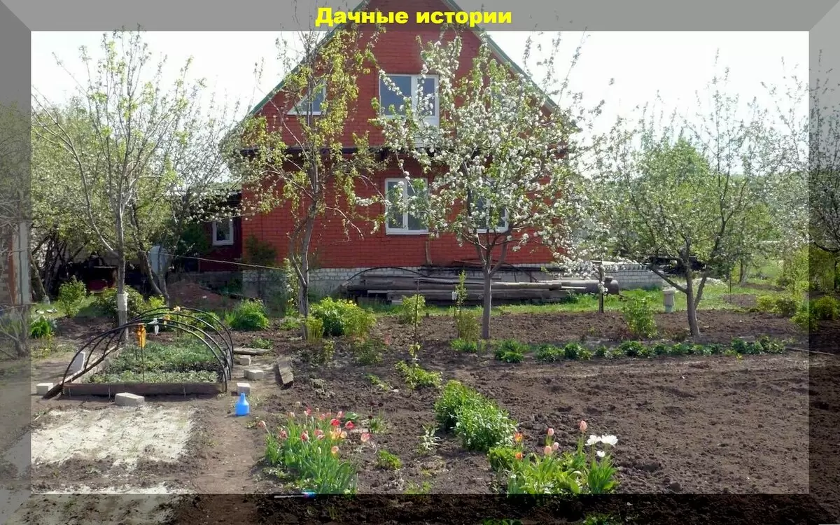 Когда и чем обрабатывать сад весной: советы для садоводов