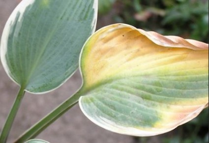 ������ � ����� ������� ������: �������� ������� � ������� ������� ��������