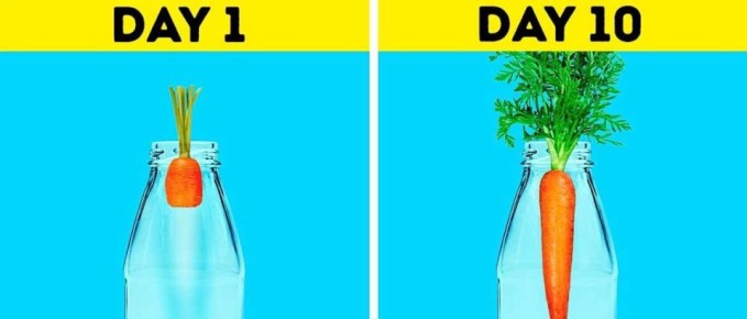 Как вырастить овощи без семян: лучшие садовые лайфхаки