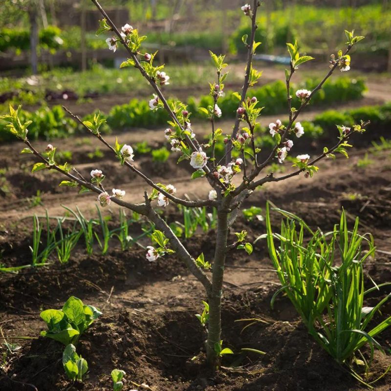 ������ �������� ����� ����� �� �������� � ������