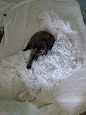 ������������� ��������: ��������� � �������� ������