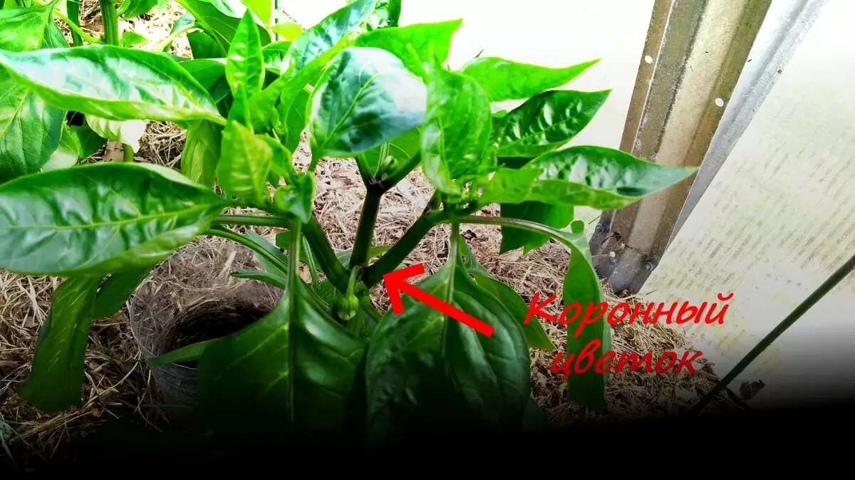 Разумный подход к коронному цветку перца: оставлять или выщипывать?