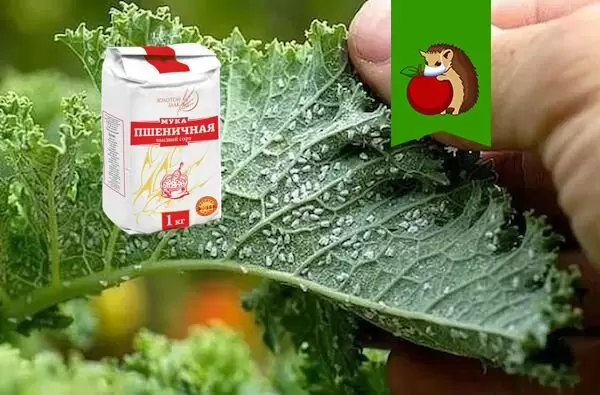 Необычные методы борьбы с тлей: мука и Кока-Кола