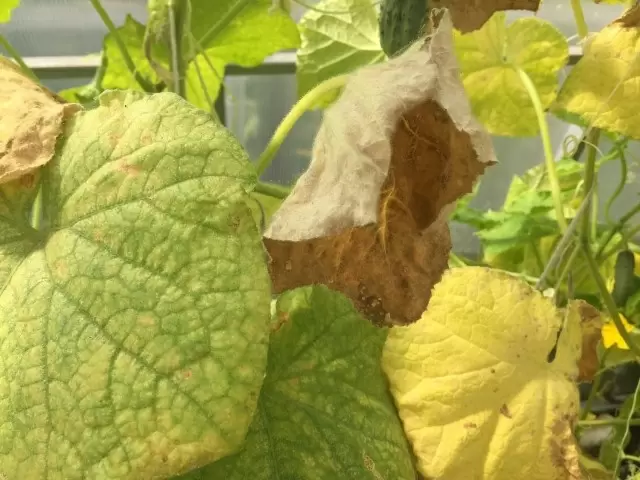 Почему желтеют листья у огурцов: основные причины и профилактика