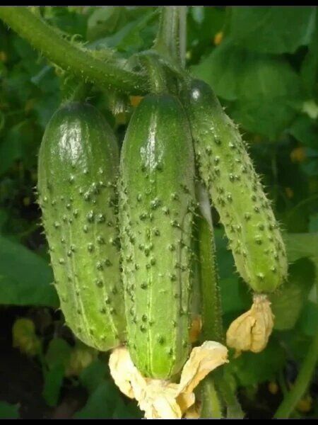 ������ ����: ����������� ������ ��� ���������� ��������������