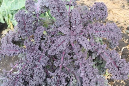 Капуста Цыганочка: секреты выращивания и рецепт итальянского супа