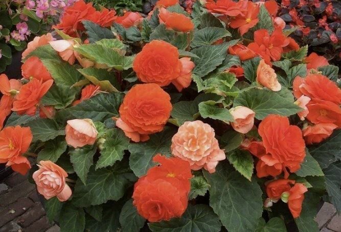 ��� ��������� ������ ������� �� �����: ������ ������ ��� �������� �������