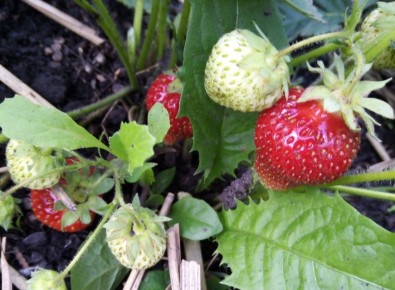 ��� ��������� ������ ��������: ������ ��� ��������� �������� ������