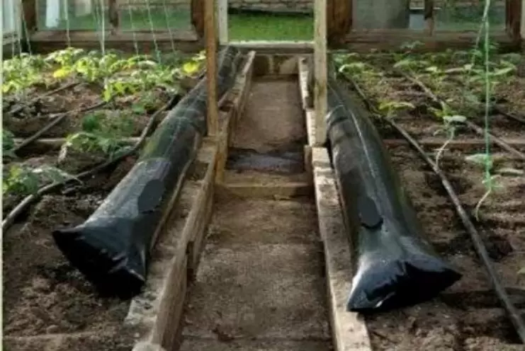 Как защитить рассаду томатов от весеннего холода: полезные советы