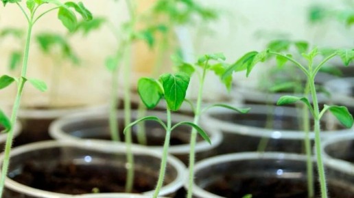 ��� ��������� ������ ��� ����������� �������: ������ ��� ��������� �����