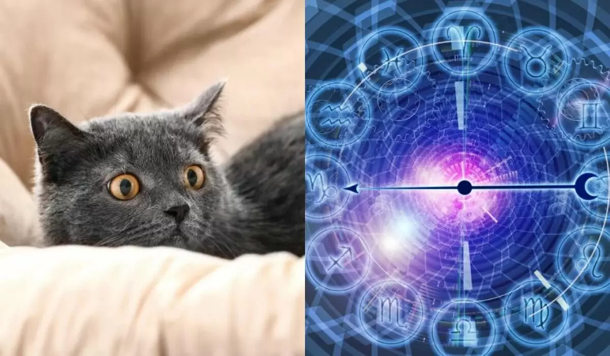 Какой характер кошки скрывается за знаком Зодиака?