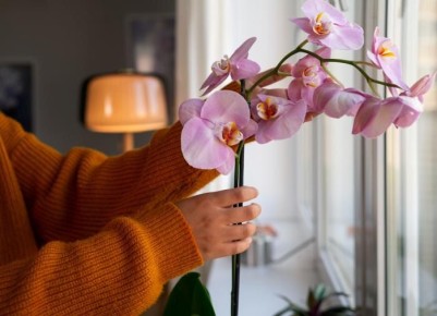 ��������� ������� ������ �� ��������: ��� ���������� ��������� ��� ������������