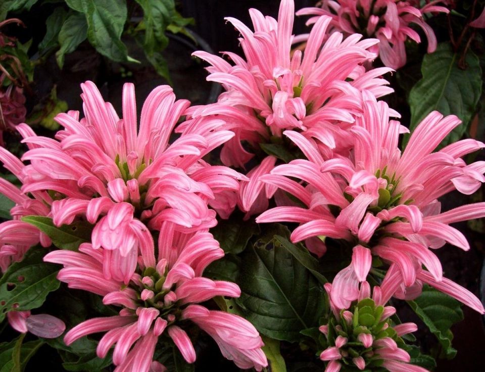 ��������: ������ �� ��������, ������� ����������� ������ ��������� ��������