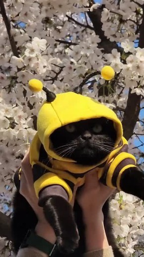 ������ ����, �������!