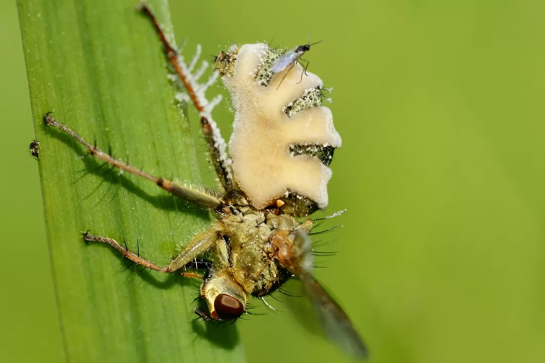 Грибы и мухи: спокойное объяснение странной связи природы и паразитизма