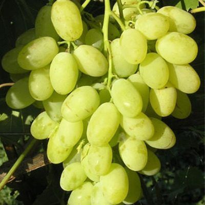 �������� �������: ��������� ����� ��� ������� �������