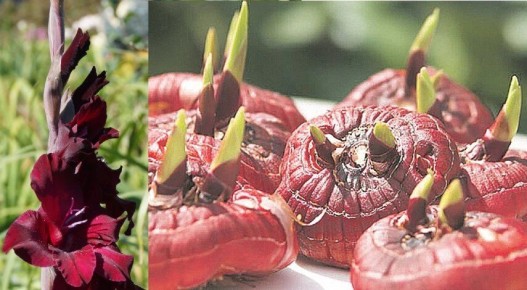 ��� ��������� ������� ���������� �����: ������ � ������������