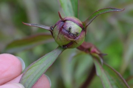 ������ ������: ������ ������ ��� ��������� ������