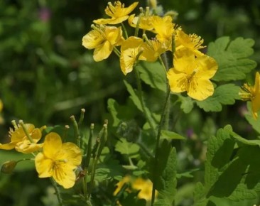 ��������: �� ������������ ������� �� ������� ��������