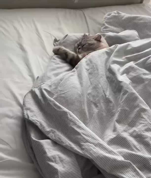 ������ ����, �������!