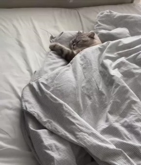 ������ ����, �������!