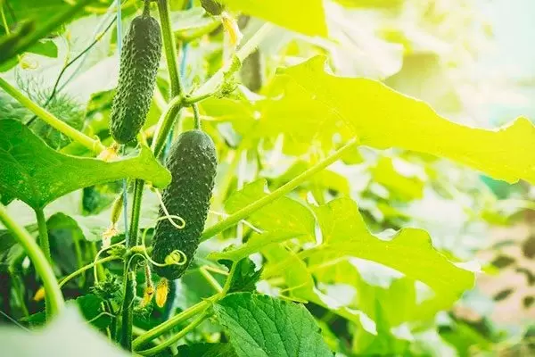 Огурец Артист: Как вырастить и ухаживать