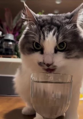 ������ ����, �������! ���� � ��������!