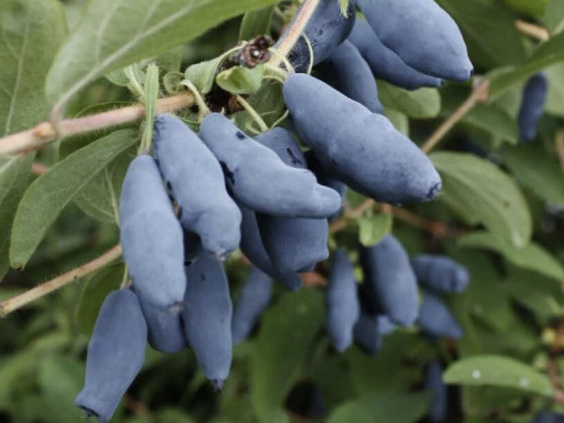 ��� ��������� �� ���������� � ����: ������� ��� ��������� ������