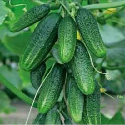 ������, ������� ��������� ������: ����������� � �������� ������� �� ��������