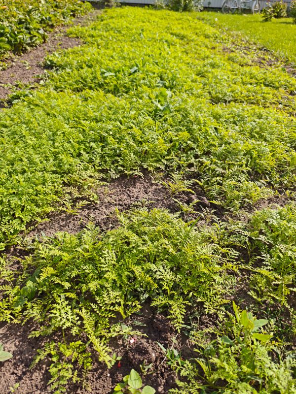 ������ �������: ��� ���������� � ������� ������