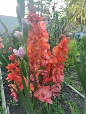 ������������ ������ � ����: ������ ����, ������� �� ����� �����������