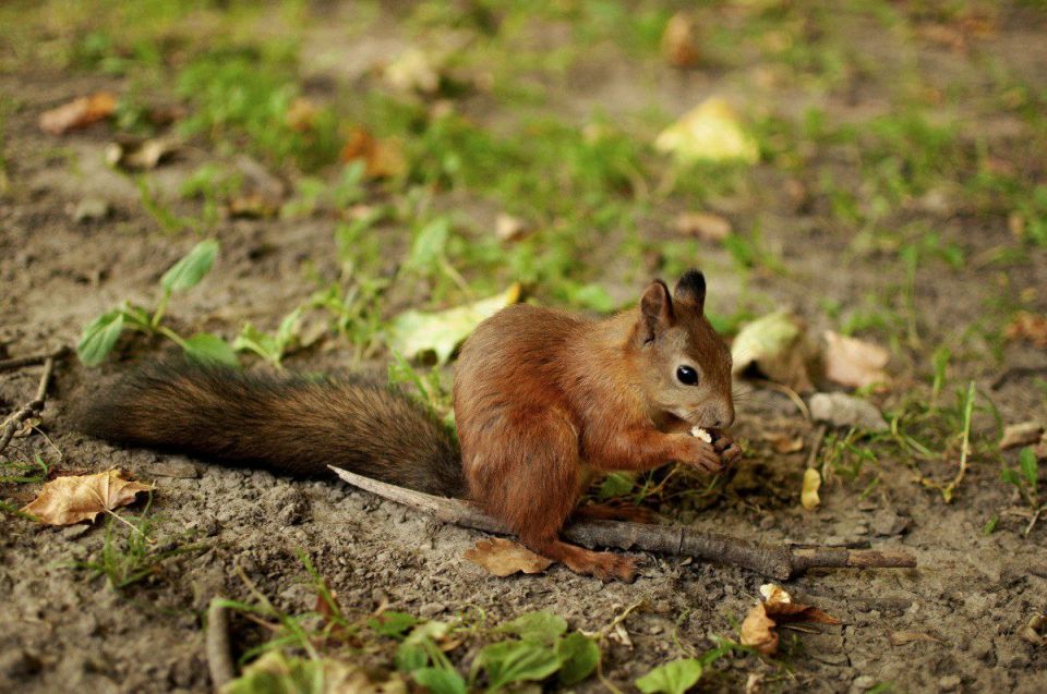 ��������� ������ ���������: �� �������� �������� �� ���������� ����������